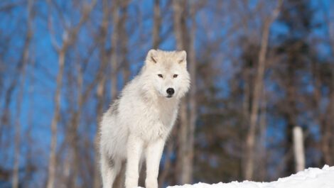A white wolf standing in the snow.