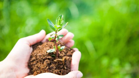 Person holding a small pile of dirt with a planted tree in it.