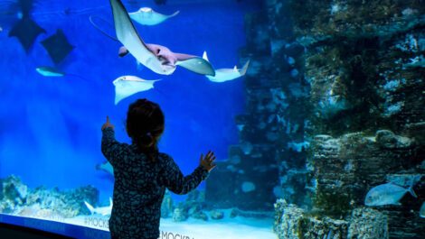 Young child watching stingrays swim in an aquarium.