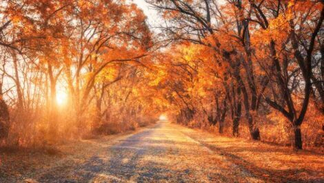 A gravel road surrounded by fall trees at sunset.