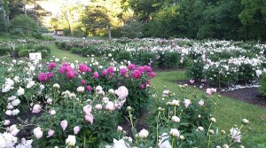 ann arbor attractions