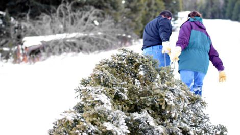 Two people dragging a Christmas tree in the snow.