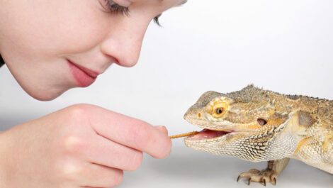 Young child feeding a pet lizard a pretzel.