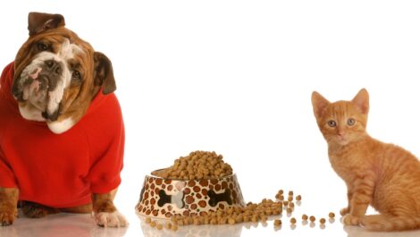 A bulldog and kitten sitting next to a bowl of pet food.