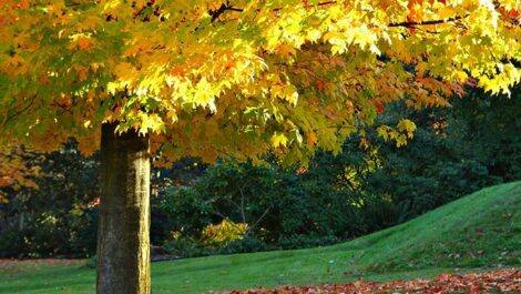 Maple tree in the fall with leaves on the ground.