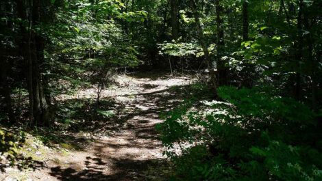 A hiking trail in a dense forest.