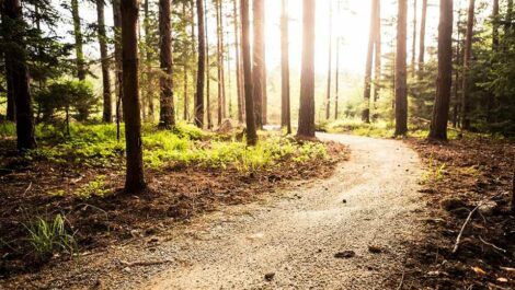 A gravel trail in the woods.